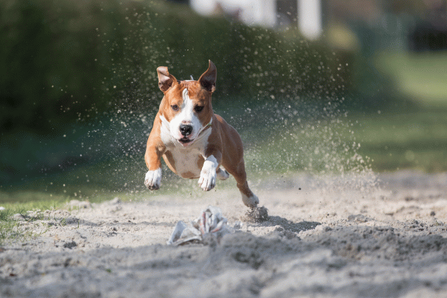 Bo4I8219 33801734106 O