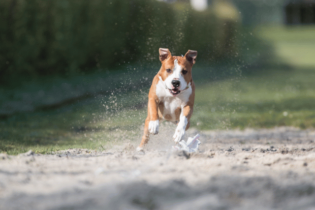 Bo4I8216 33801735096 O