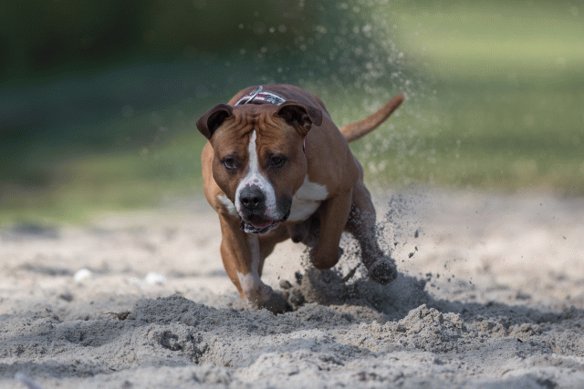 Bo4I8213 33801735606 O