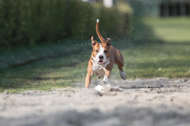 Bo4I8215 33801735696 O