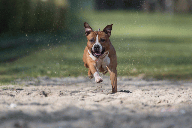 Bo4I8209 33801736066 O