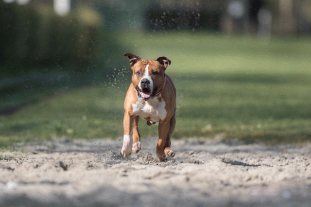 Bo4I8208 33801736216 O