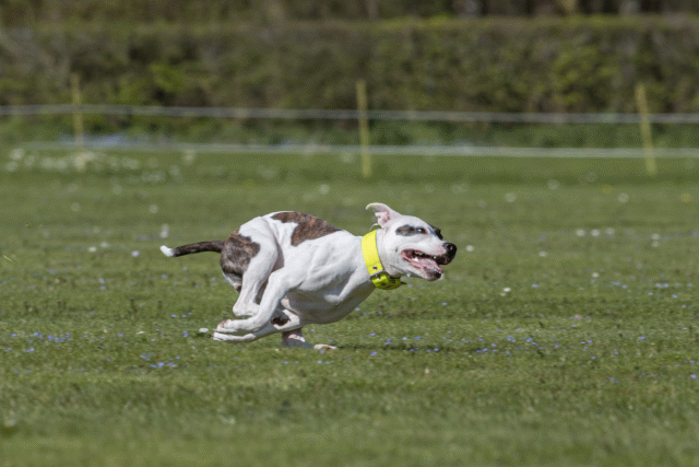 Bo4I8809 33839351126 O