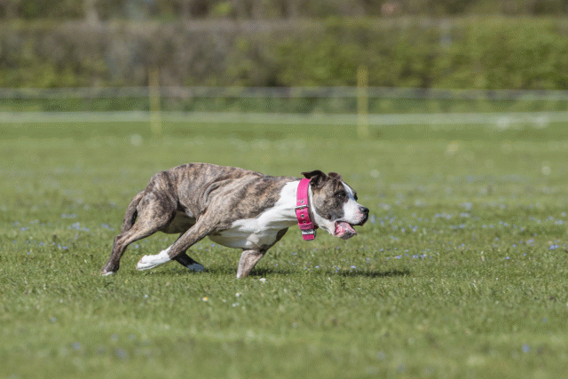 Bo4I8800 33839352986 O