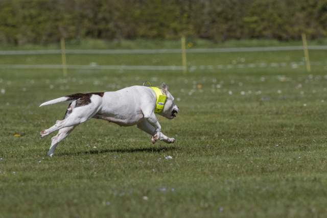 Bo4I8785 33839355586 O