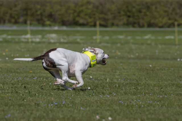 Bo4I8783 33839355906 O