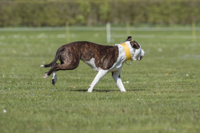 Bo4I8772 33839358636 O