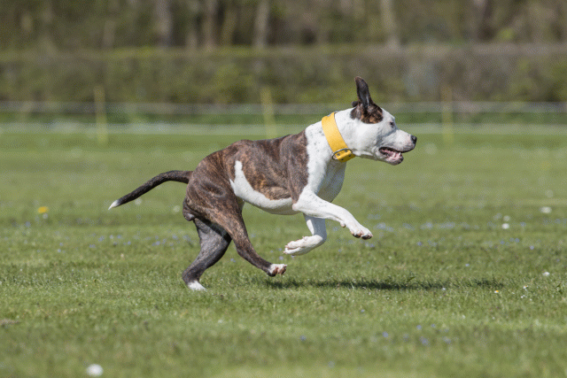 Bo4I8766 33839359786 O