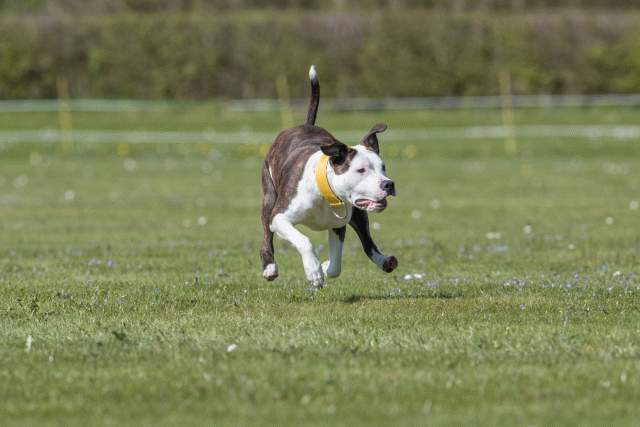 Bo4I8761 33839360816 O