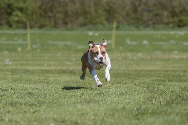 Bo4I8756 33839361916 O