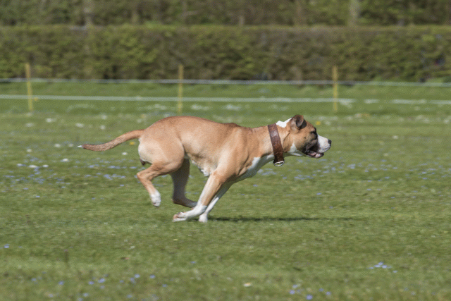 Bo4I8742 33839364886 O