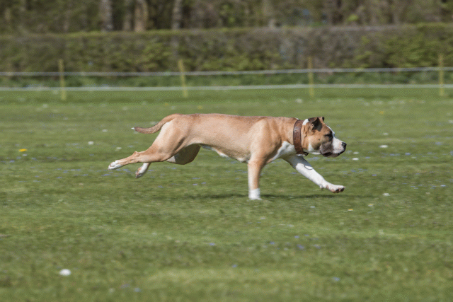 Bo4I8740 33839365586 O