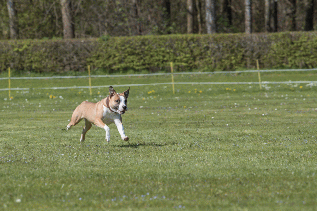 Bo4I8735 33839366126 O