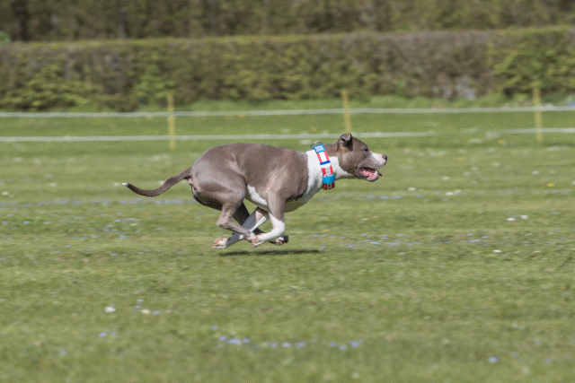 Bo4I8730 33839367196 O