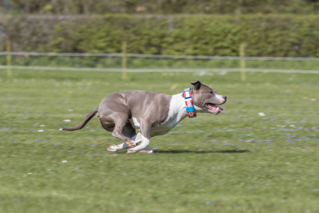 Bo4I8727 33839368666 O