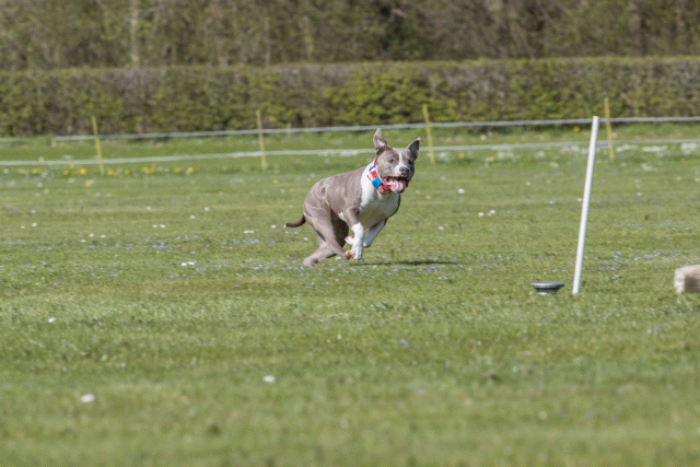 Bo4I8723 33839369816 O