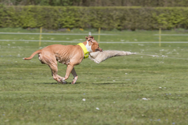 Bo4I8716 33839371026 O