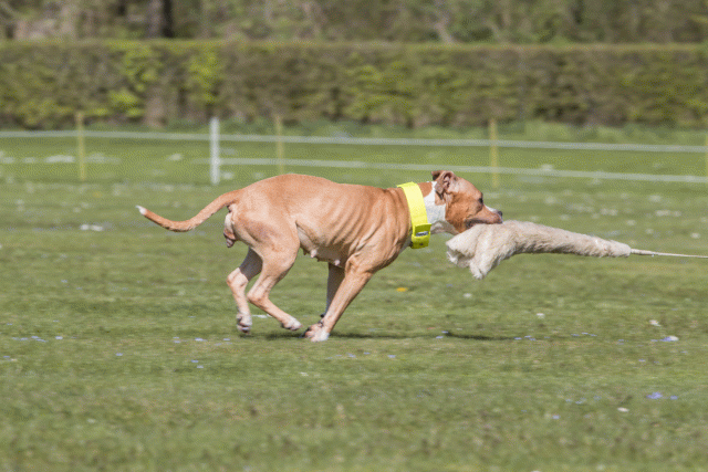 Bo4I8714 33839371666 O