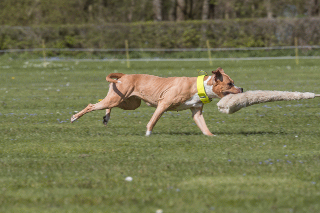 Bo4I8707 33839372496 O