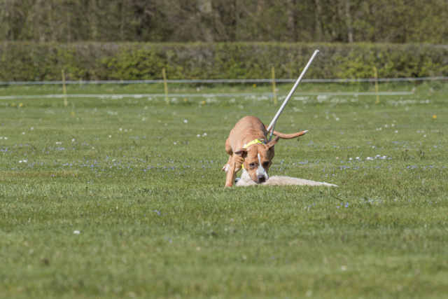 Bo4I8706 33839373176 O