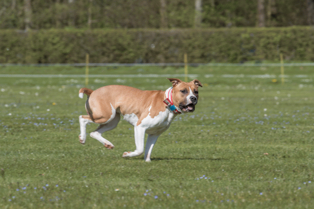 Bo4I8697 33839373836 O