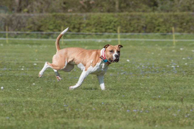 Bo4I8695 33839374326 O