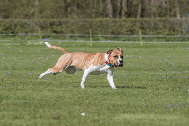 Bo4I8693 33839374846 O