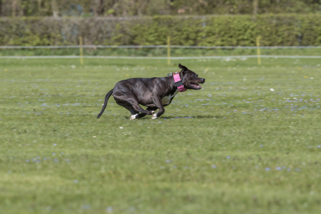 Bo4I8687 33839376366 O