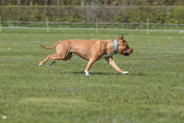 Bo4I8674 33839378086 O