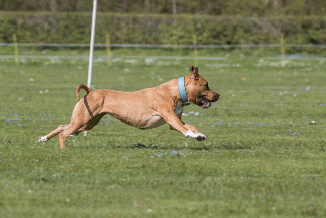 Bo4I8672 33839378956 O