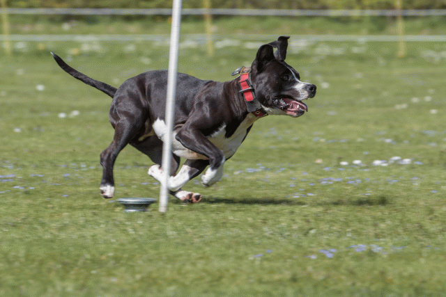 Bo4I8662 33839379336 O