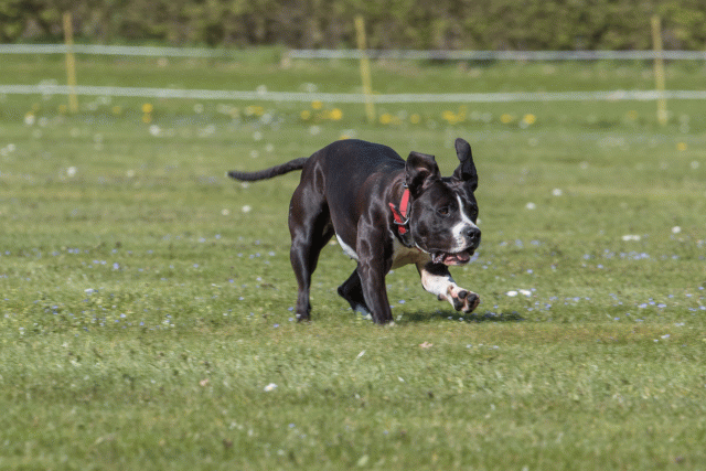 Bo4I8660 33839379686 O