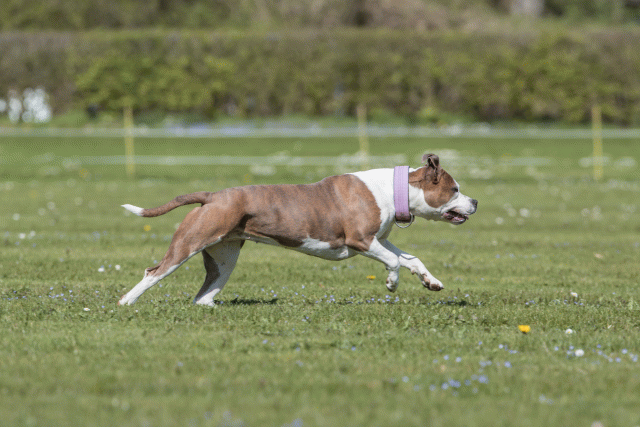 Bo4I8653 33839382646 O