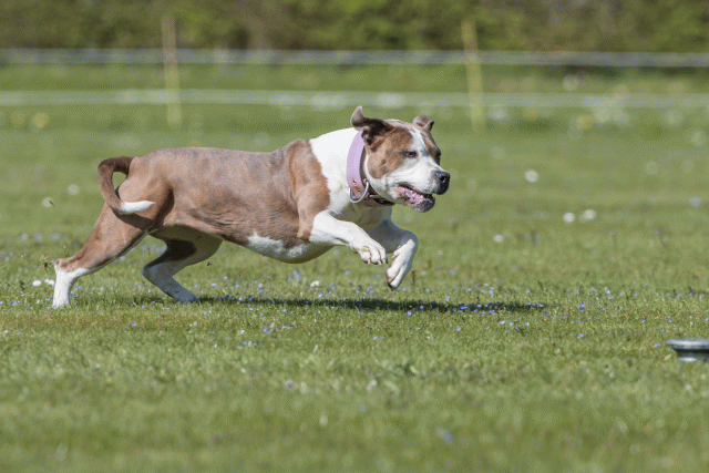 Bo4I8646 33839384296 O