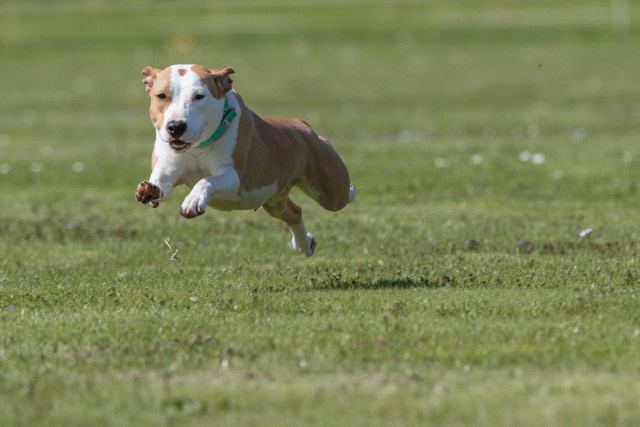 Bo4I8641 33839384716 O