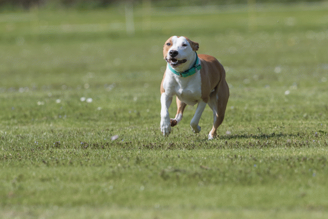 Bo4I8639 33839384946 O