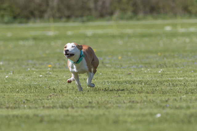 Bo4I8637 33839385476 O