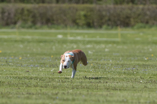 Bo4I8635 33839385986 O