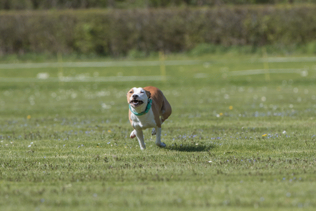 Bo4I8634 33839386076 O