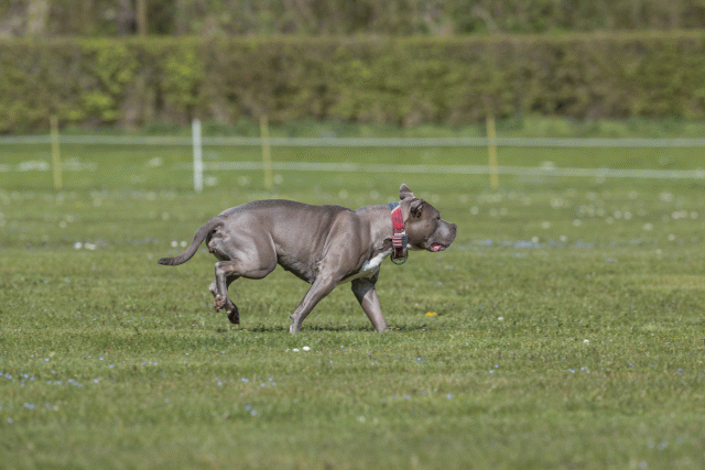 Bo4I8631 33839386776 O