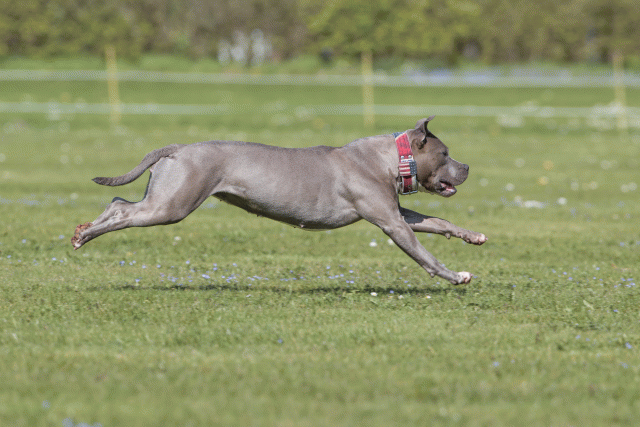 Bo4I8629 33839387286 O