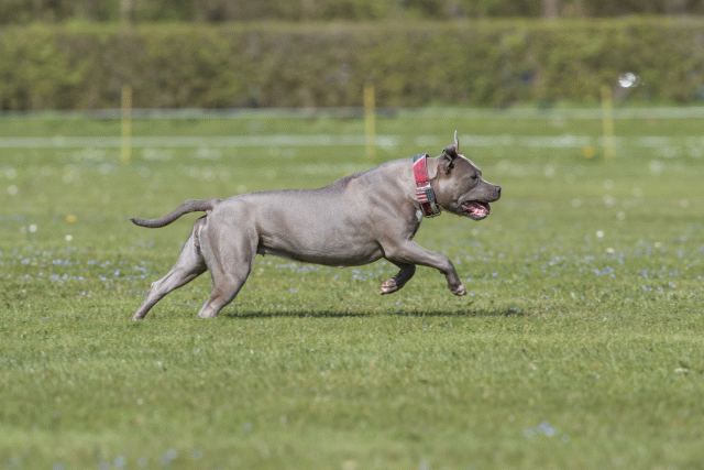 Bo4I8627 33839388336 O