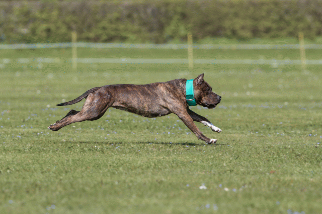 Bo4I8605 33839390936 O