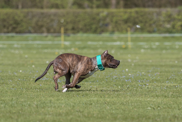 Bo4I8604 33839391126 O