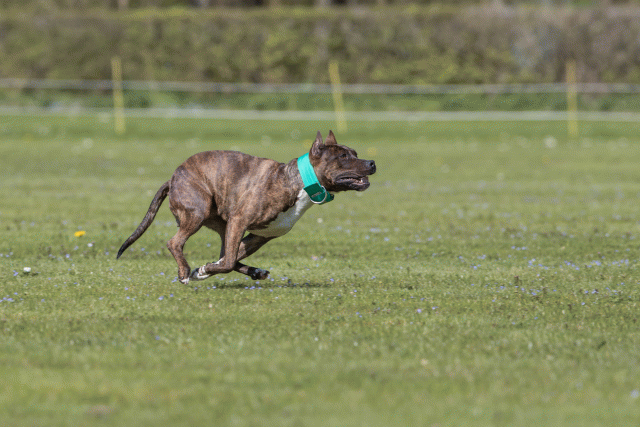 Bo4I8601 33839392216 O