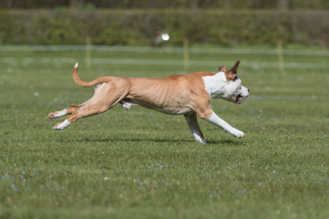 Bo4I8568 33839396436 O