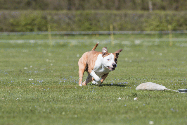 Bo4I8563 33839396676 O