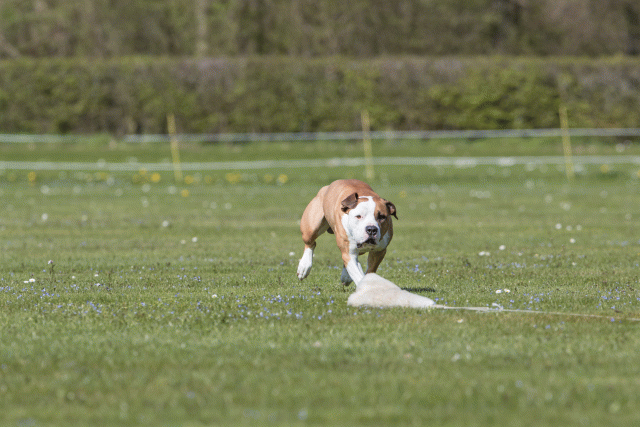 Bo4I8561 33839396836 O