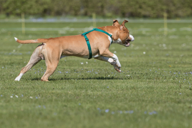 Bo4I8536 33839399026 O