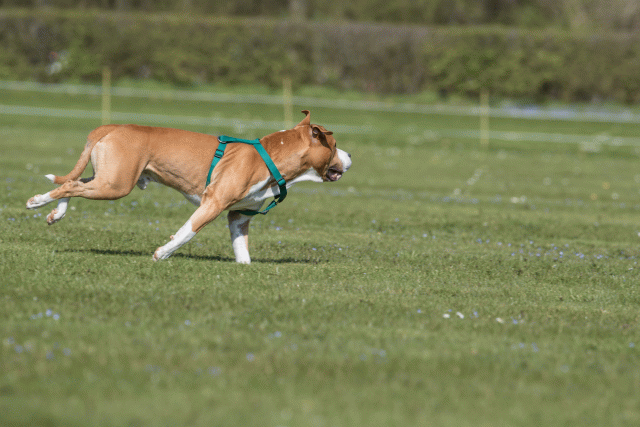 Bo4I8535 33839399156 O